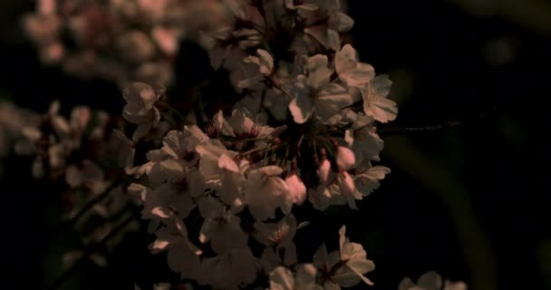 Flor de cerezo en el parque de Tokio por la noche — Vídeo de stock