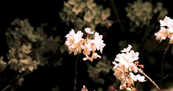 Kirschblüte im Park in Tokio bei Nacht mittel geschossen — Stockvideo