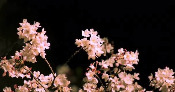 Cherry Blossom a parkban Tokióban éjszakai közepes shot — Stock videók