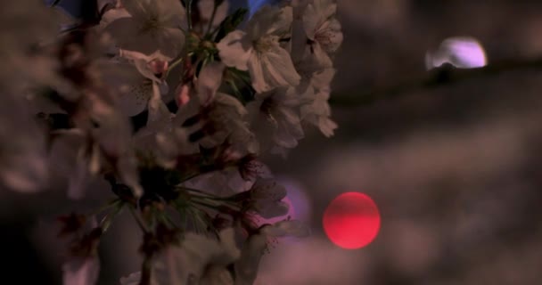 Flor de cerezo en el parque de Tokio por la noche — Vídeos de Stock