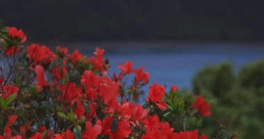 Manenzaki 'deki Azalea, Amami oshima Kagoshima' daki mavi okyanusun yanında.