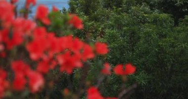 Manenzaki 'deki Azalea, Amami oshima Kagoshima' daki mavi okyanusun yanında.