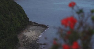 Manenzaki 'deki Azalea, Amami oshima Kagoshima' daki mavi okyanusun yanında.