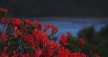 Manenzaki 'de Azalea, Amami oshima Kagoshima' daki mavi okyanus yakınında yakın çekim.