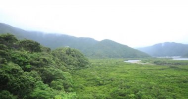 Amami oshima Kagoshima yağmurlu gün Mangrov orman