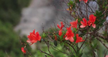 Manenzaki 'de Azalea, Amami oshima Kagoshima' daki mavi okyanus yakınında yakın çekim.