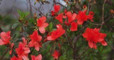 Manenzaki 'de Azalea, Amami oshima Kagoshima' daki mavi okyanus yakınında yakın çekim.