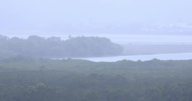 Amami oshima Kagoshima yağmurlu gün Mangrov orman