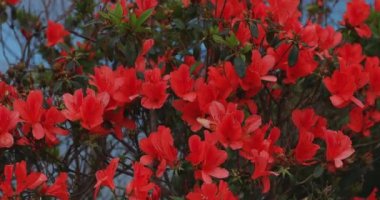 Manenzaki 'de Azalea, Amami oshima Kagoshima' daki mavi okyanus yakınında yakın çekim.