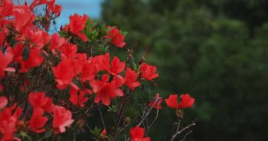 Manenzaki 'de Azalea, Amami oshima Kagoshima' daki mavi okyanus yakınında yakın çekim.