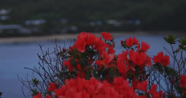 鹿儿岛蓝海附近的Manenzaki海角的Azalea，重点是 — 图库视频影像