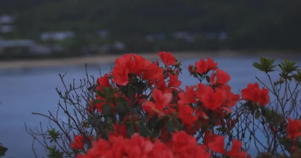 Azalea vid Manenzaki udde nära det blå havet i Amami oshima Kagoshima närbild — Stockvideo