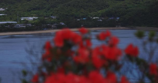 Azalea at Manenzaki promontory near the blue ocean in Amami oshima Kagoshima focusing — Stock Video