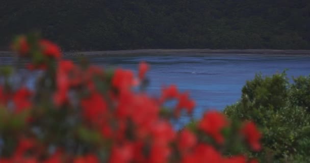在鹿儿岛蓝海附近的Manenzaki海角的Azalea — 图库视频影像
