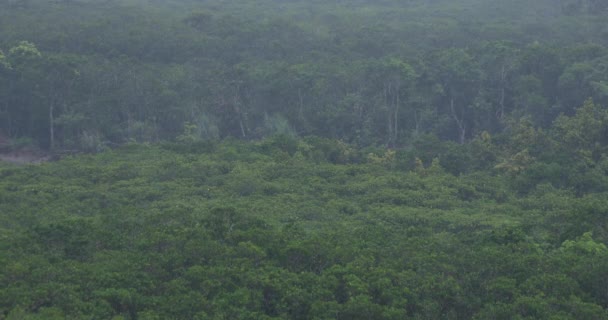 Mangrovové lesy v deštivém dnu Amami Ošima Kagošima — Stock video