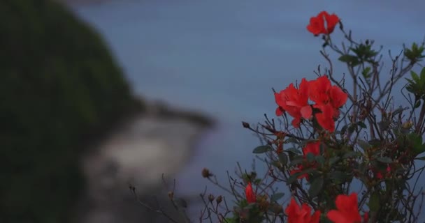 Azálea no promontório de Manenzaki perto do oceano azul em Amami oshima Kagoshima com foco — Vídeo de Stock