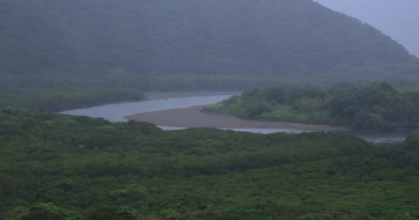 Las Mangrove w Amami Oshima Kagoshima deszczowy dzień — Wideo stockowe