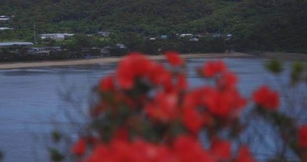 Manenzaki 'de Azalea, Amami oshima Kagoshima' daki mavi okyanusun yanında. — Stok video