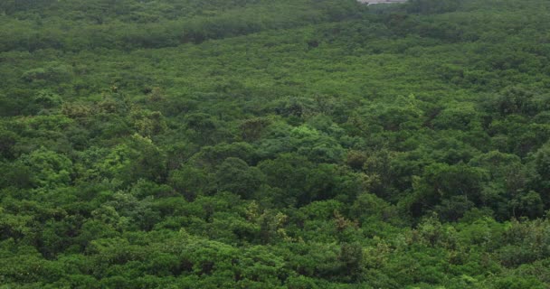 鹿儿岛的红树林 阴雨天 — 图库视频影像
