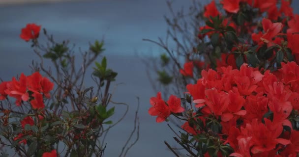 大岛蓝海附近Manenzaki海角的Azalea岛特写镜头 — 图库视频影像