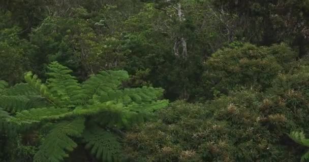 Tropisch bos in Takachiyama Promontory in Amami Oshima Kagoshima hoge hoek — Stockvideo