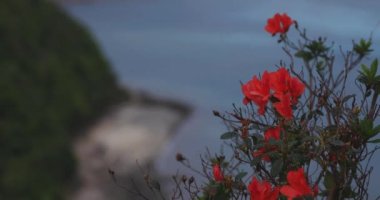 Manenzaki 'de Azalea, Amami oshima Kagoshima' daki mavi okyanus yakınında yakın çekim.