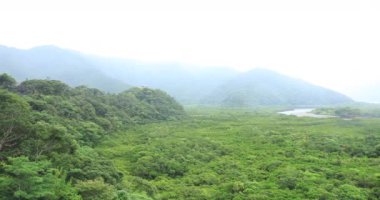 Amami oshima Kagoshima yağmurlu gün Mangrov orman