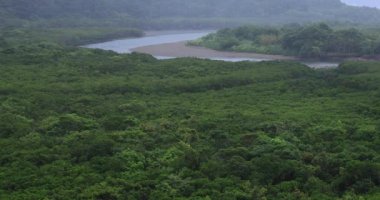 Amami oshima Kagoshima yağmurlu gün Mangrov orman
