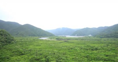 Amami oshima Kagoshima yağmurlu gün Mangrov orman