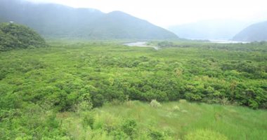 Amami oshima Kagoshima yağmurlu gün Mangrov orman