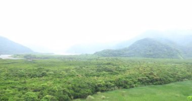 Amami oshima Kagoshima yağmurlu gün Mangrov orman