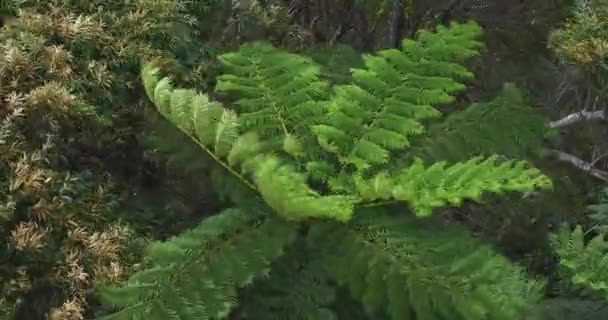 Hutan tropis di tanjung Takachiyama di Amami oshima Kagoshima Sudut tinggi — Stok Video