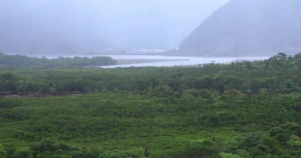 Mangrove erdő Amami Oshima Kagoshima esős napon — Stock videók