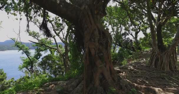 Manenzaki Vorgebirge in der Nähe des blauen Ozeans in Amami oshima Kagoshima Neigung — Stockvideo