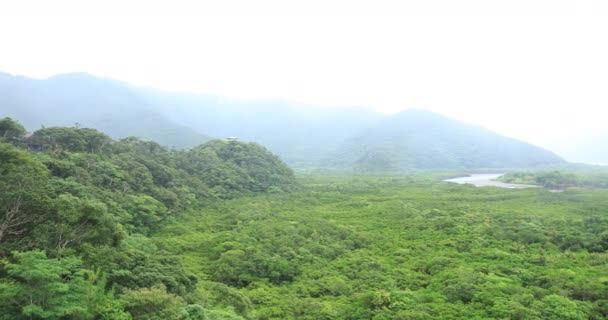 Bosque de manglares en Amami oshima Kagoshima día lluvioso — Vídeo de stock