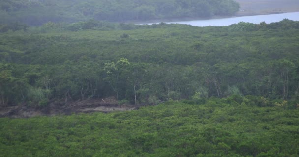 Mangrovové lesy v deštivém dnu Amami Ošima Kagošima — Stock video