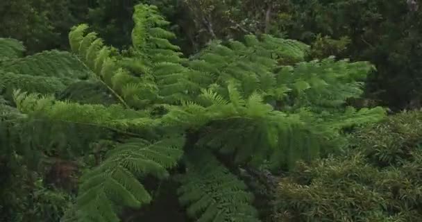 Tropisch bos in Takachiyama Promontory in Amami Oshima Kagoshima hoge hoek — Stockvideo