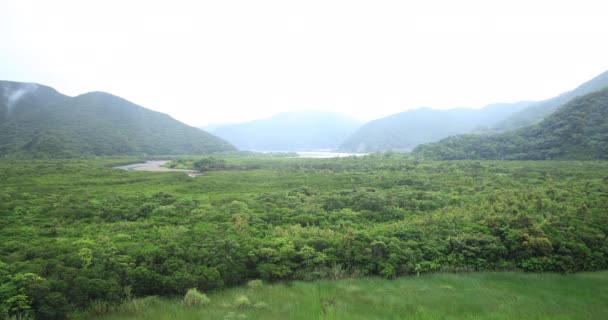 Мангровый лес в Амами Осима Кагосима дождливый день — стоковое видео