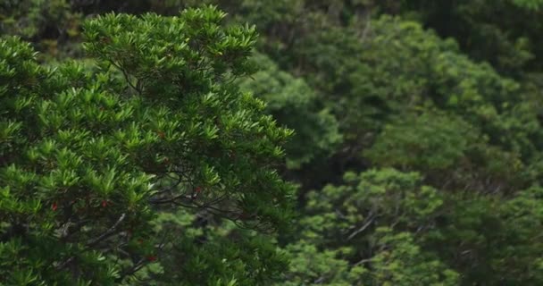 Promontório de Manenzaki em Amami oshima Kagoshima — Vídeo de Stock