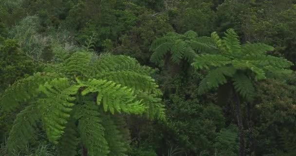 Тропічний ліс на мисі Такатаяма в Амамі Осима, високий кут — стокове відео