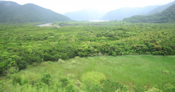 Bosque de manglares en Amami oshima Kagoshima día lluvioso — Vídeo de stock