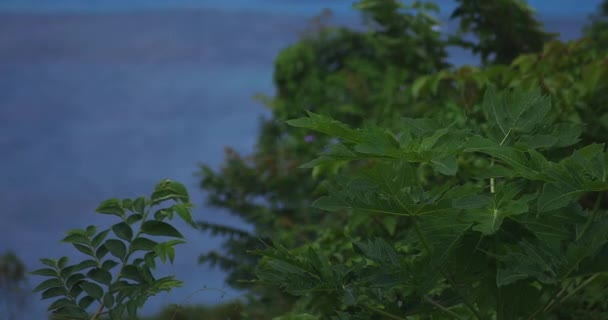 Manenzaki-Vorgebirge nahe dem blauen Ozean in Amami oshima Kagoshima — Stockvideo