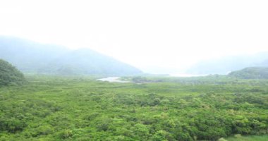 Amami oshima Kagoshima yağmurlu gün Mangrov orman