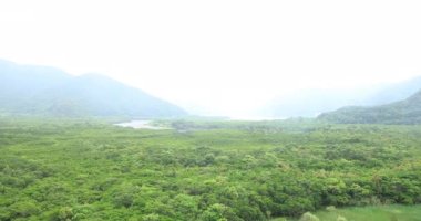 Amami oshima Kagoshima yağmurlu gün Mangrov orman