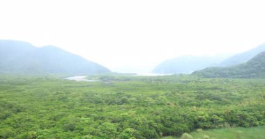 Amami oshima Kagoshima yağmurlu gün Mangrov orman