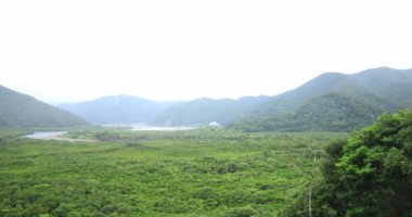 Amami oshima Kagoshima yağmurlu gün Mangrov orman