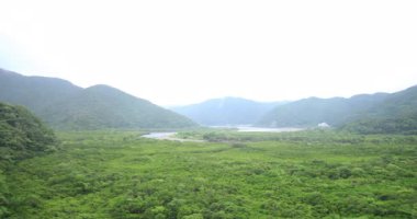 Amami oshima Kagoshima yağmurlu gün Mangrov orman