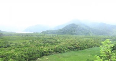 Amami oshima Kagoshima yağmurlu gün Mangrov orman