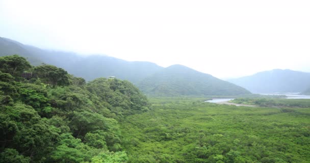 Mangrove Forest i Amami Oshima Kagoshima regnig dag — Stockvideo