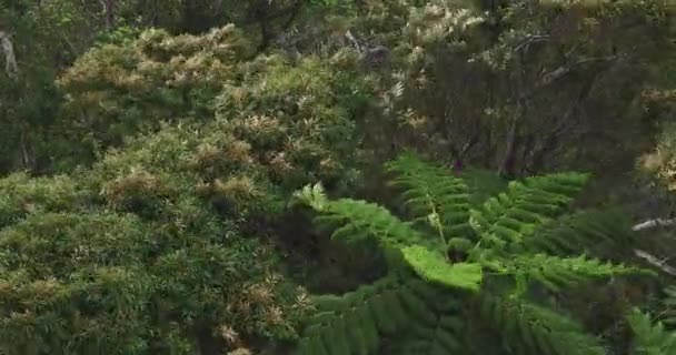 Тропический лес на мысе Такачияма в Амами Осима Кагосима высокий угол — стоковое видео